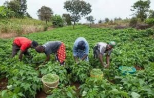 REPS PUSH FOR PRICE STABILITY POLICIES TO PROTECT FARMERS FROM HEAVY LOSSES