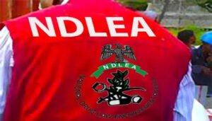 NDLEA DESTROYS OVER 12 TONNES OF ILLICIT DRUGS IN KANO